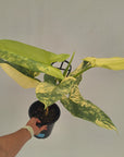 Philodendron Silver Sword Variegata