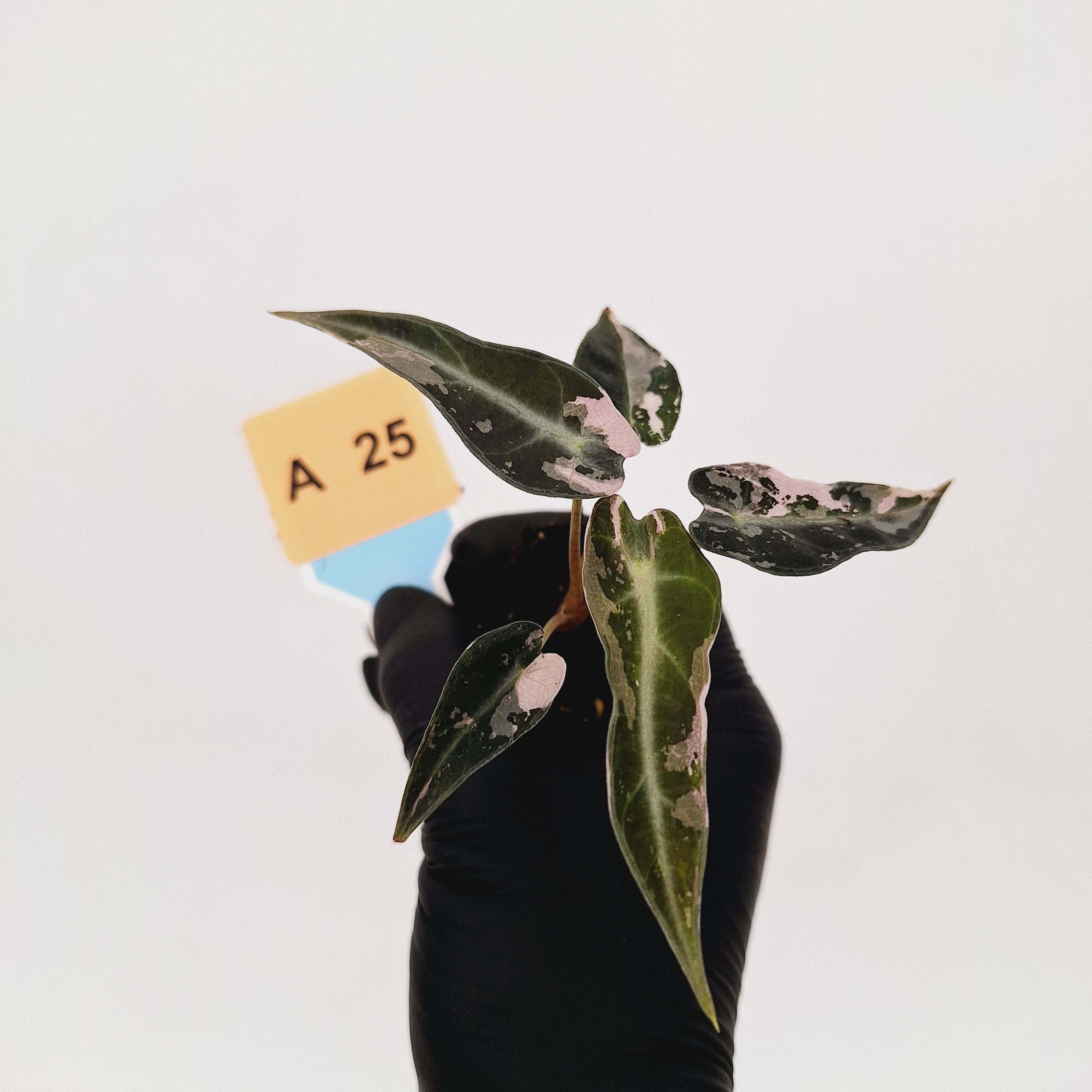 Alocasia Amazonica  bambino Variegata - Bare Bottom Baby