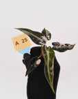 Alocasia Amazonica  bambino Variegata - Bare Bottom Baby