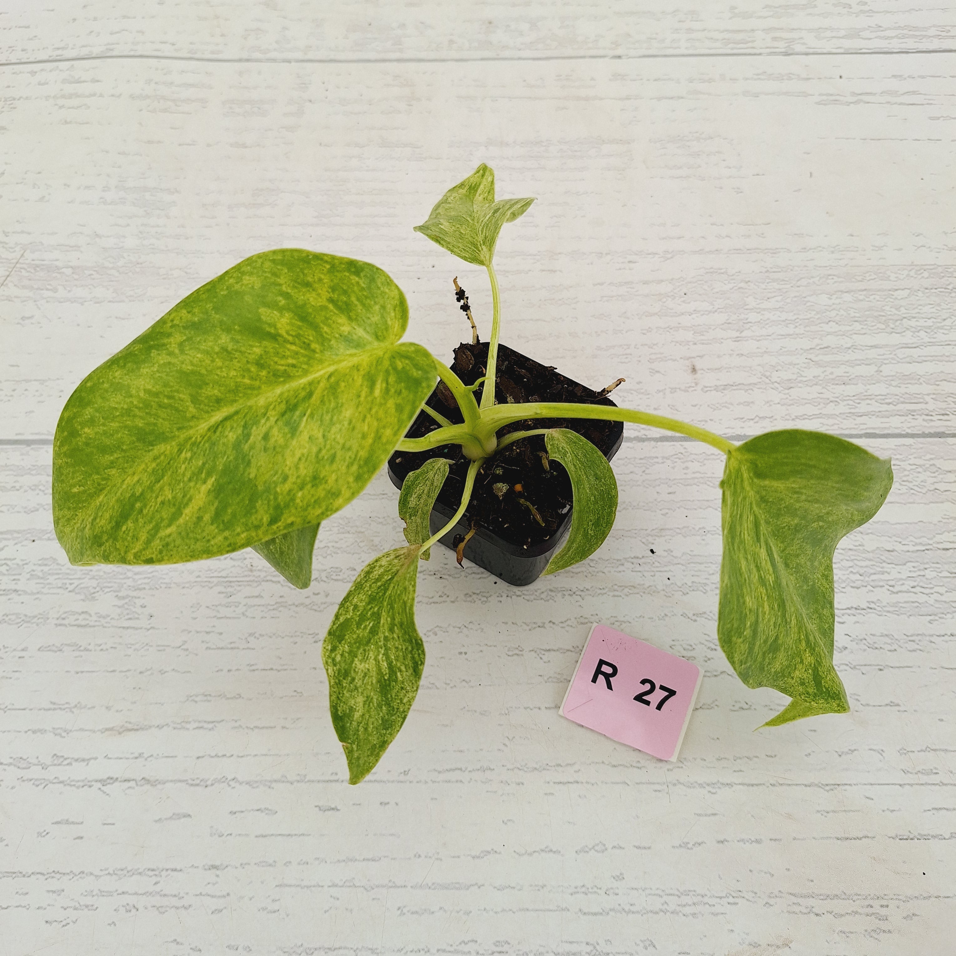 Philodendron giganteum Blizzard - SALE
