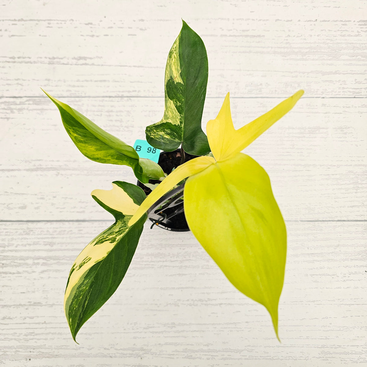 Philodendron pedatum 'Florida Beauty'