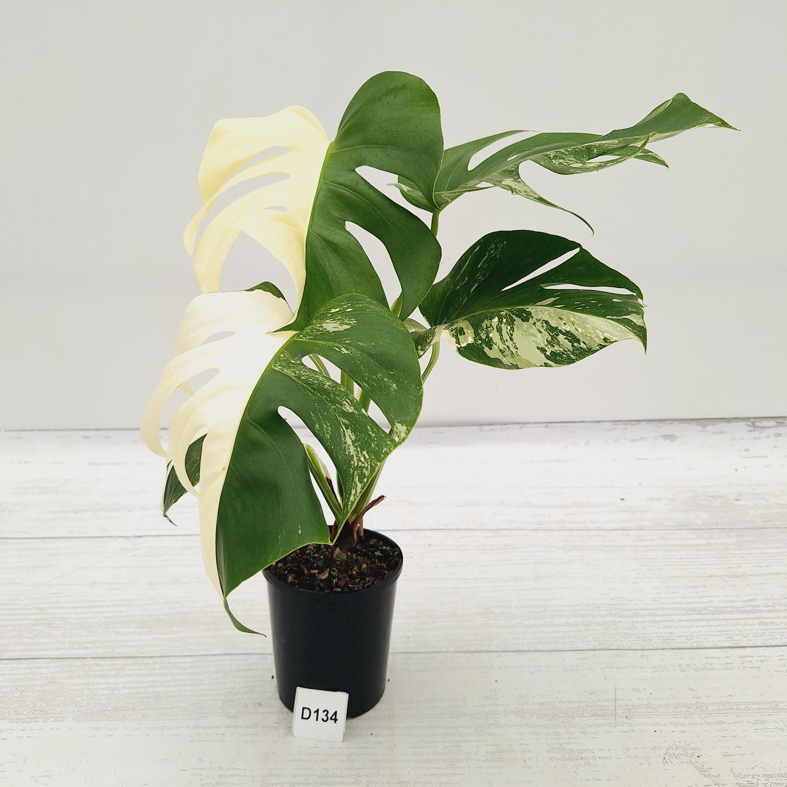 Monstera borsigiana 'Albo'