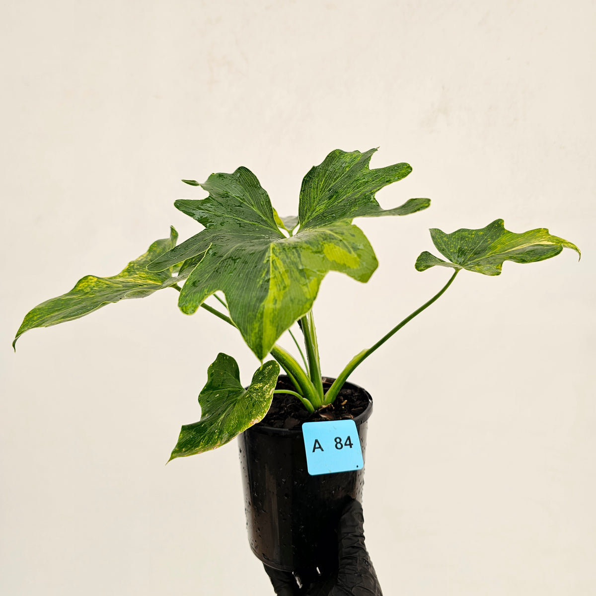 Philodendron bipinnatifidum variegata - SALE