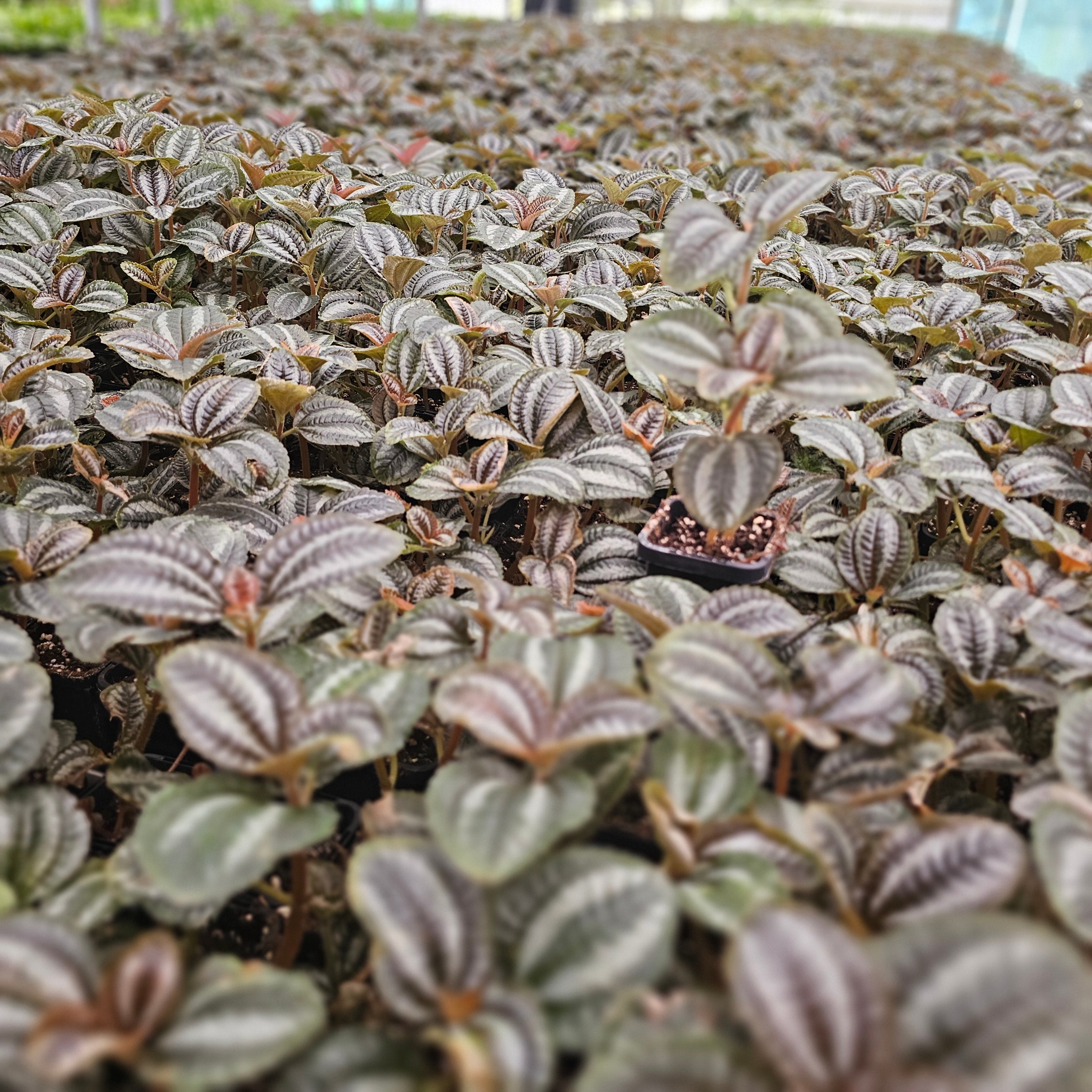 Pilea involucrata 'Norfolk'