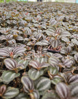 Pilea involucrata 'Norfolk'