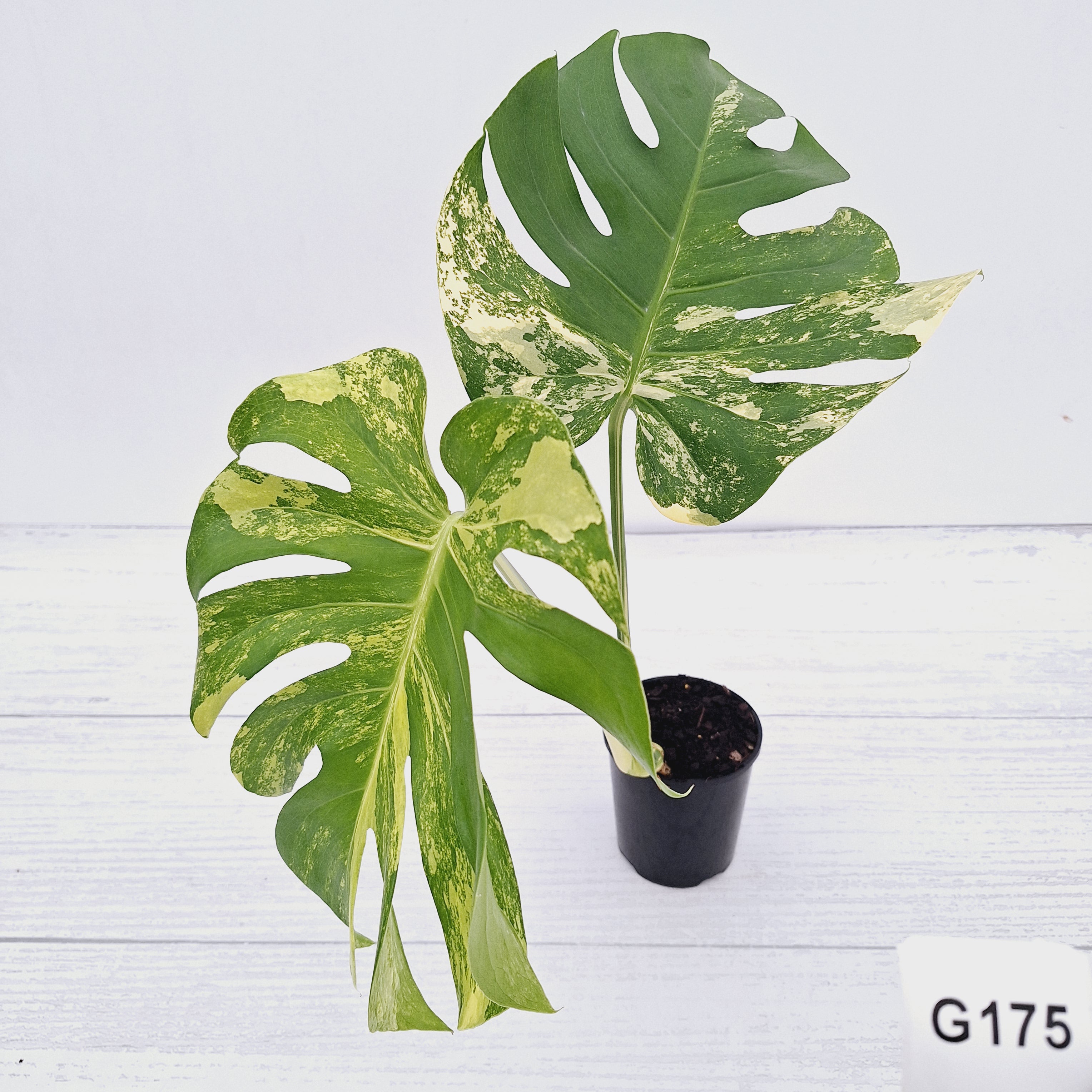 Monstera deliciosa Variegata