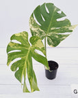 Monstera deliciosa Variegata