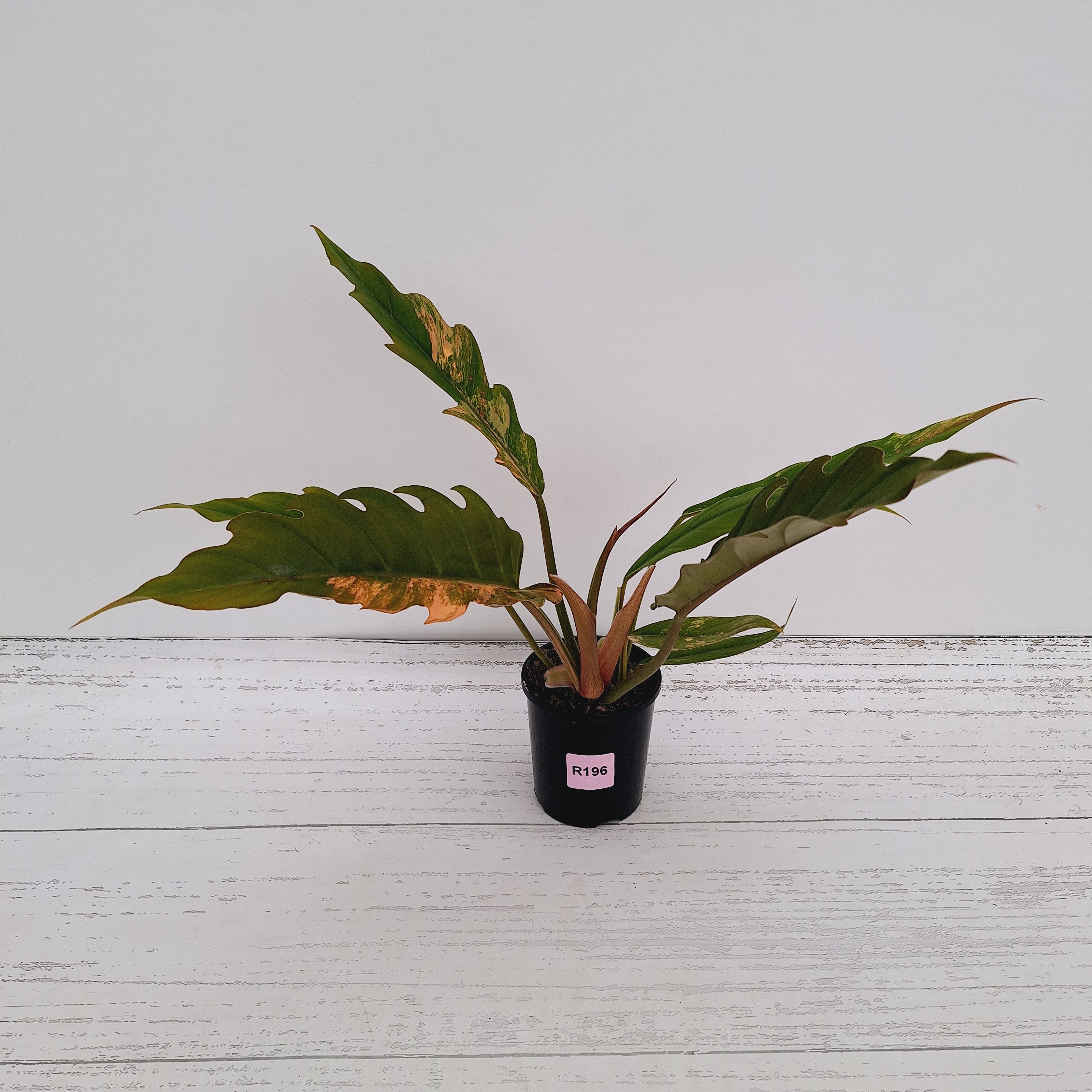 Philodendron serratum 'Caramel Marble'