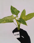 Homalomena sulcata ‘Cream Frost’ - SALE