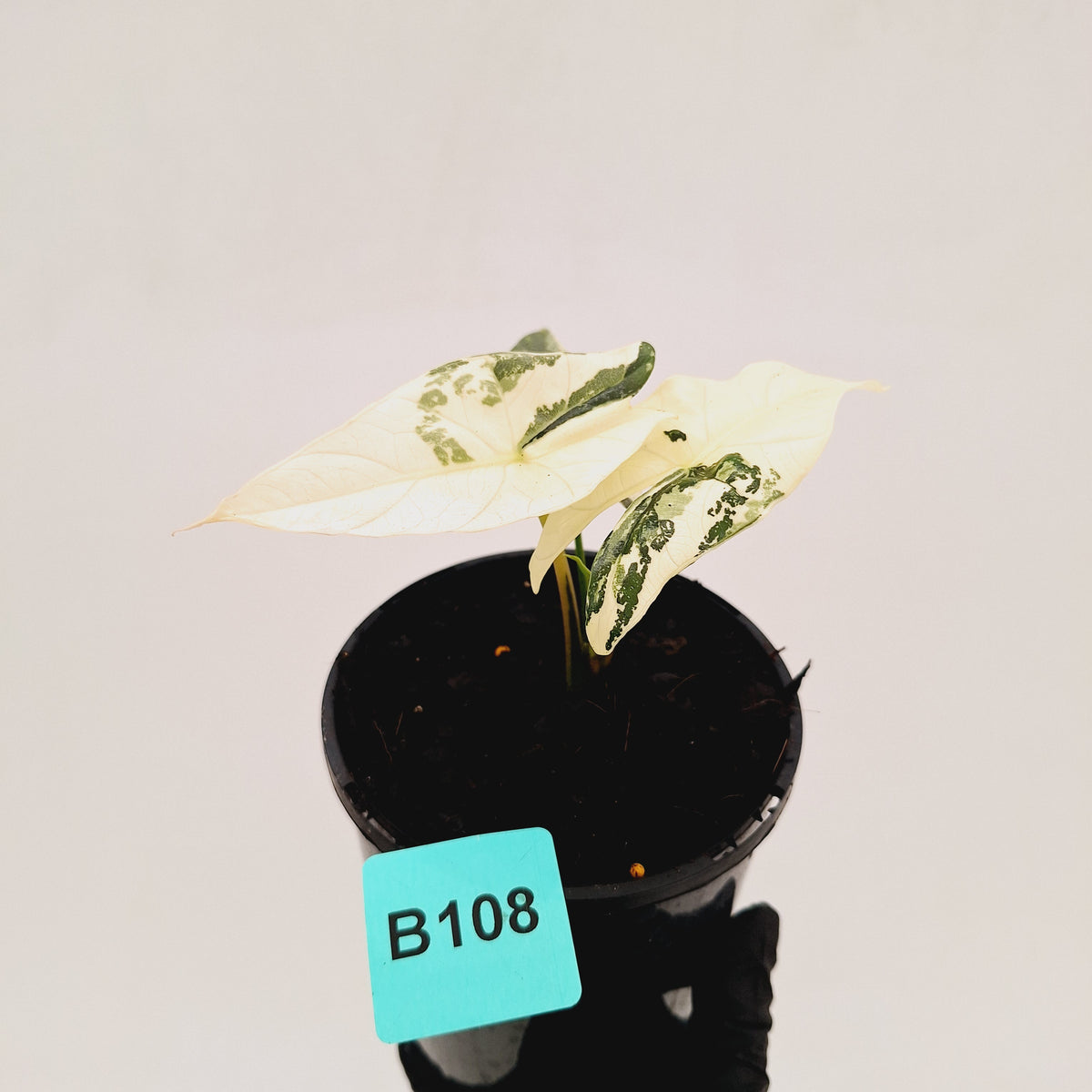 Alocasia ‘Simpo Albo’ Variegata - SALE