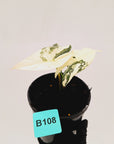 Alocasia ‘Simpo Albo’ Variegata - SALE