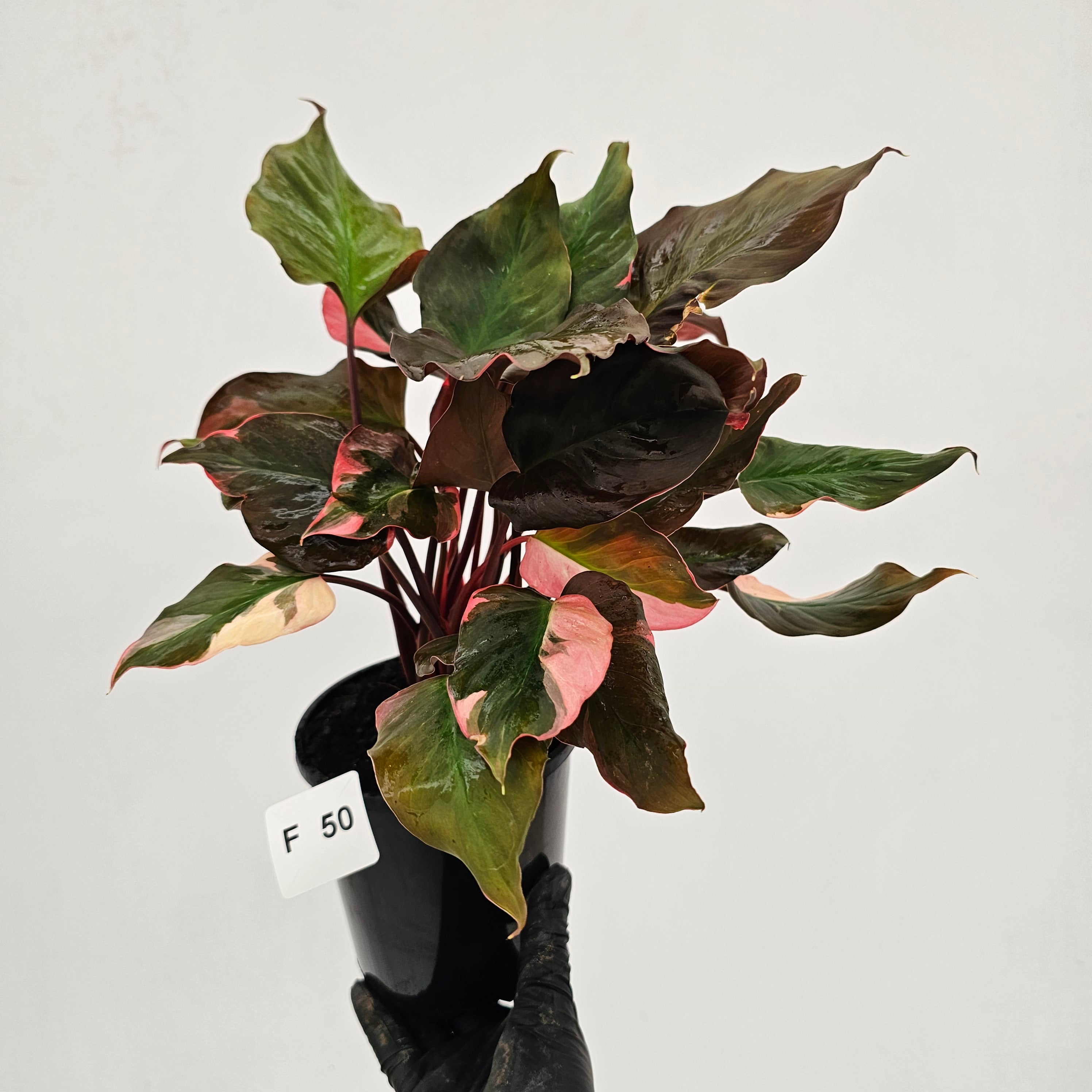 Homalomena rubescens Flaming Red Variegata