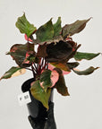 Homalomena rubescens Flaming Red Variegata