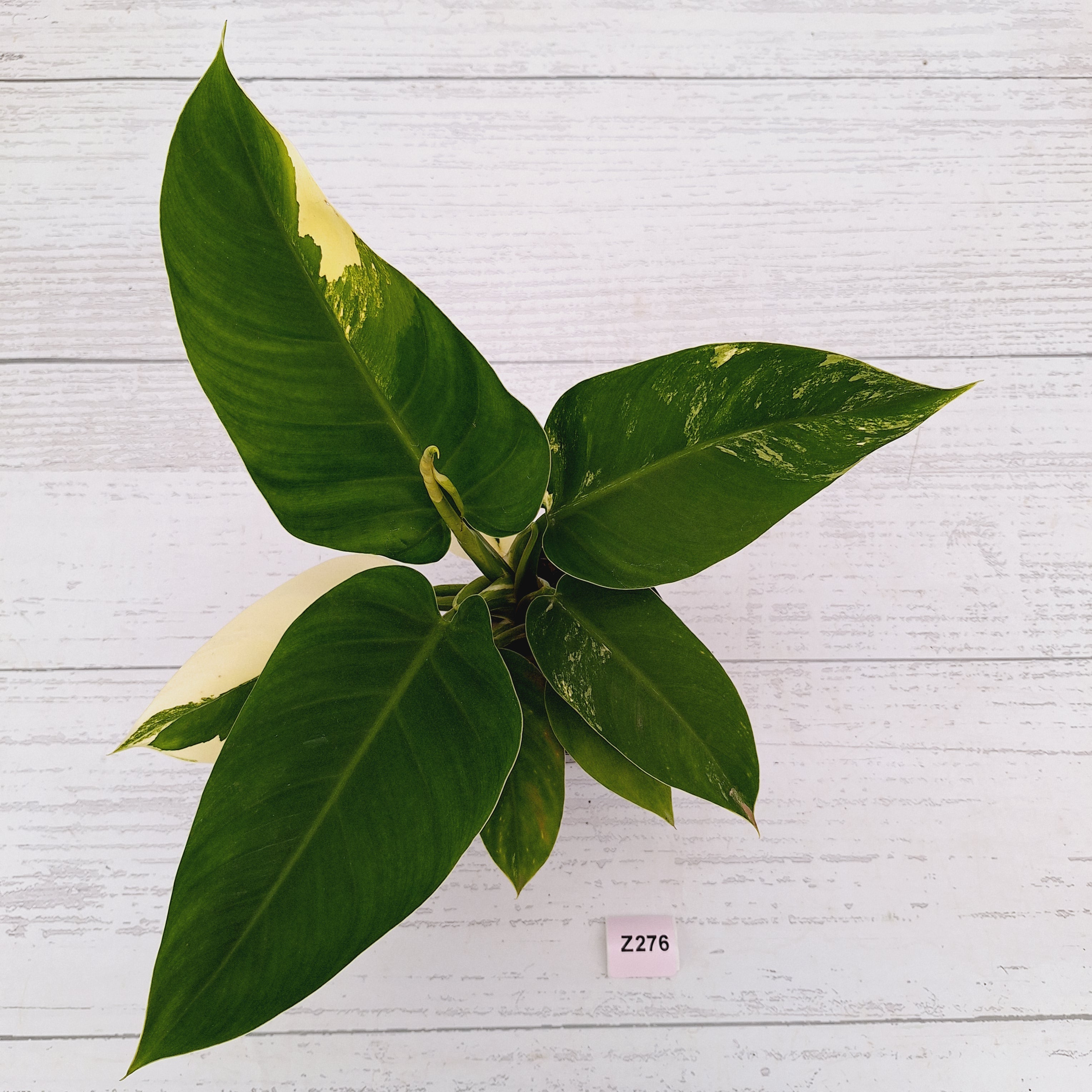 Philodendron imperial green variegata
