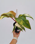 Philodendron erubescens Strawberry Shake