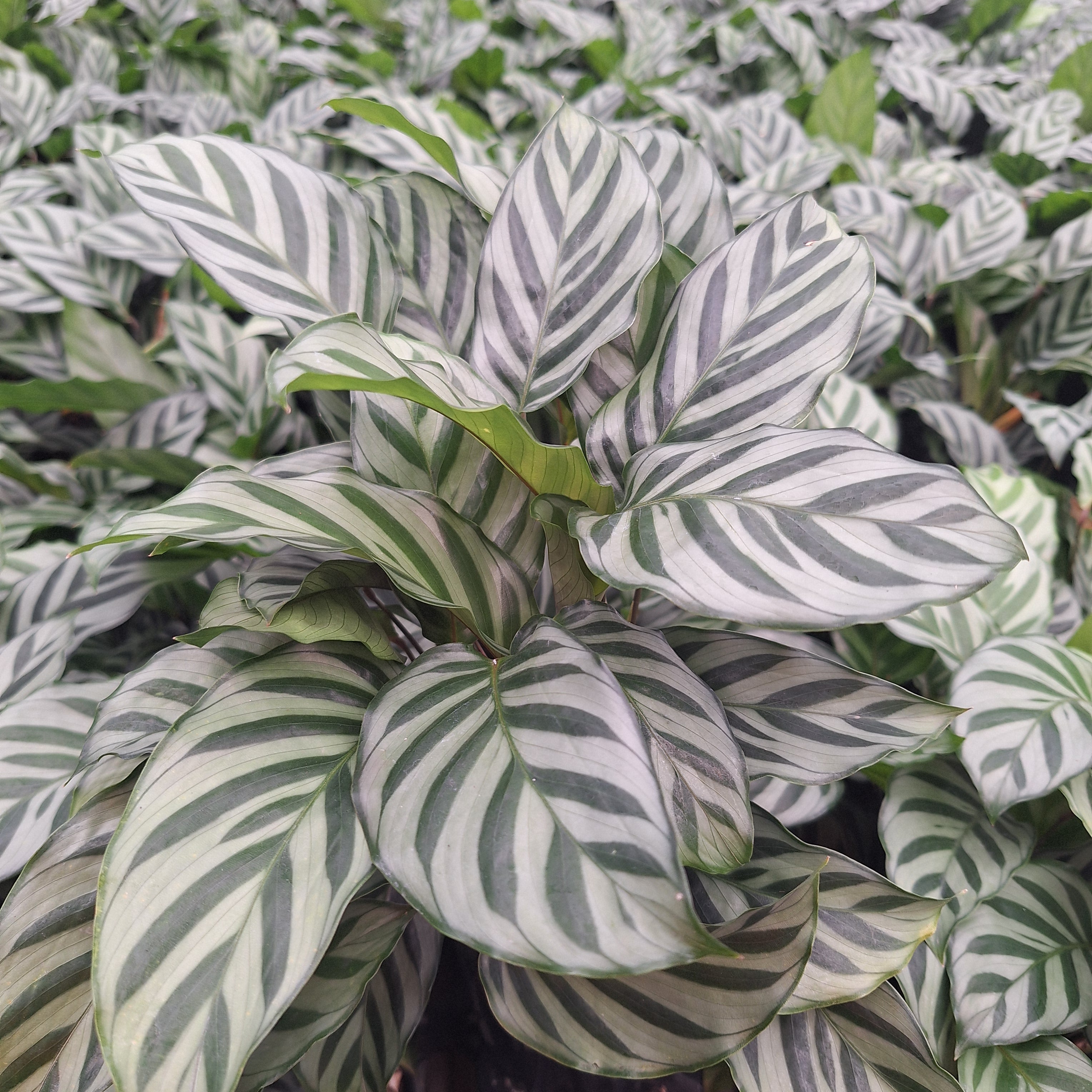 Calathea concinna Freddy