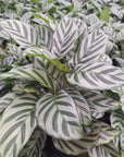 Calathea concinna Freddy