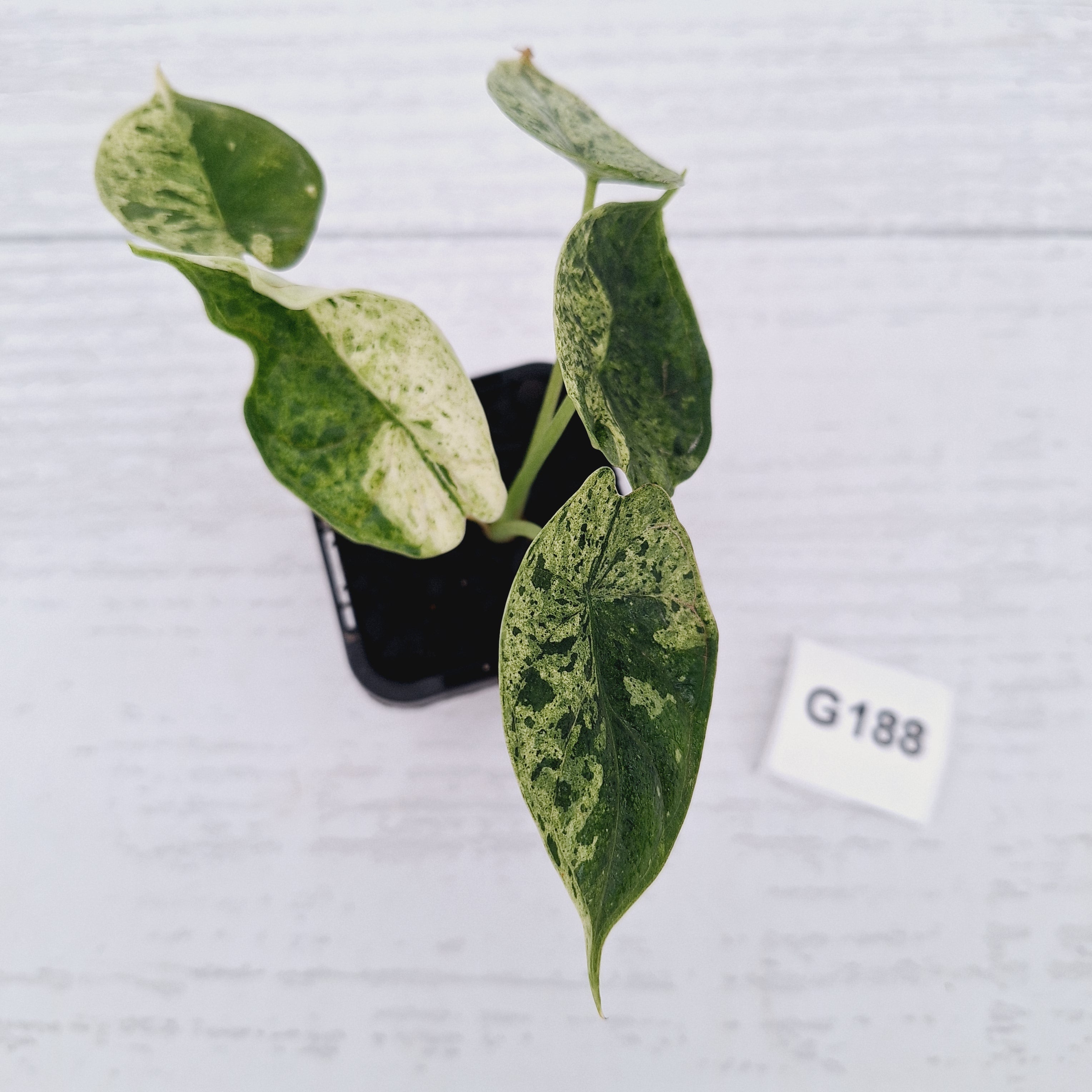 Alocasia baginda ‘Dragon Scale Mint'