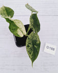 Alocasia baginda ‘Dragon Scale Mint'