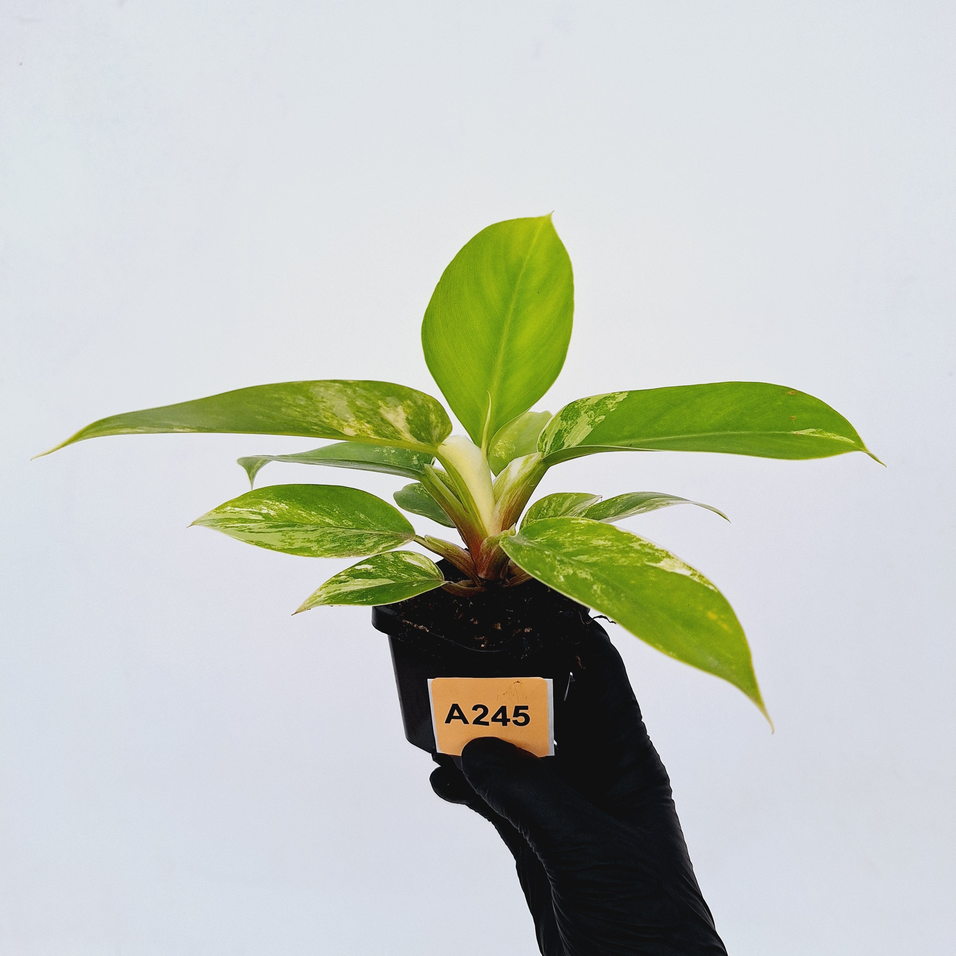 Philodendron imperial green variegata