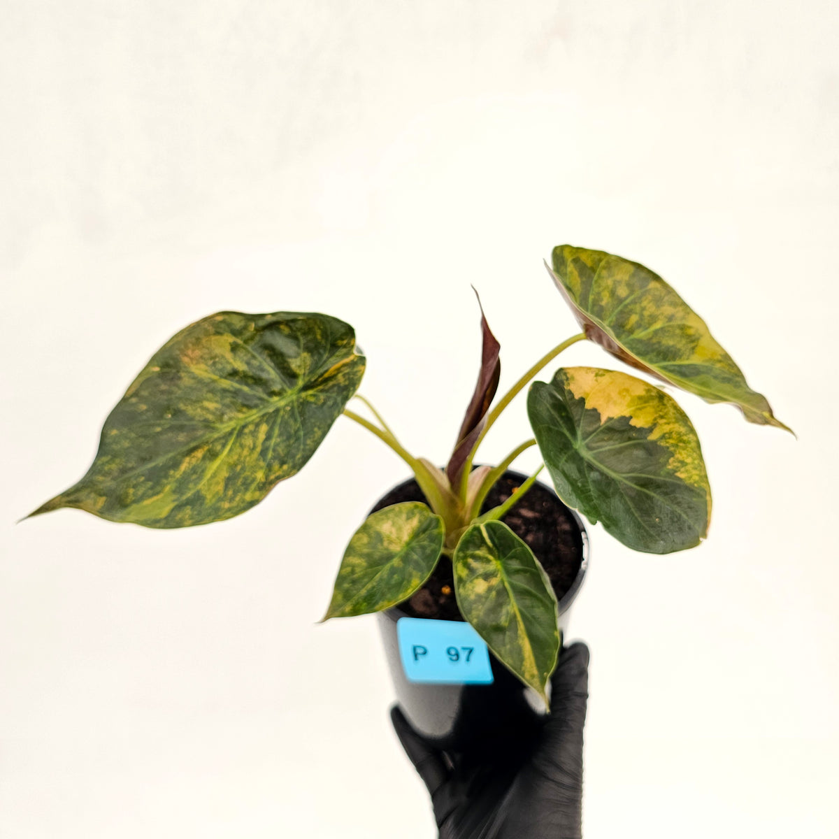 Alocasia ‘wentii’ Variegated - SALE