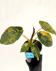 Alocasia ‘wentii’ Variegated - SALE