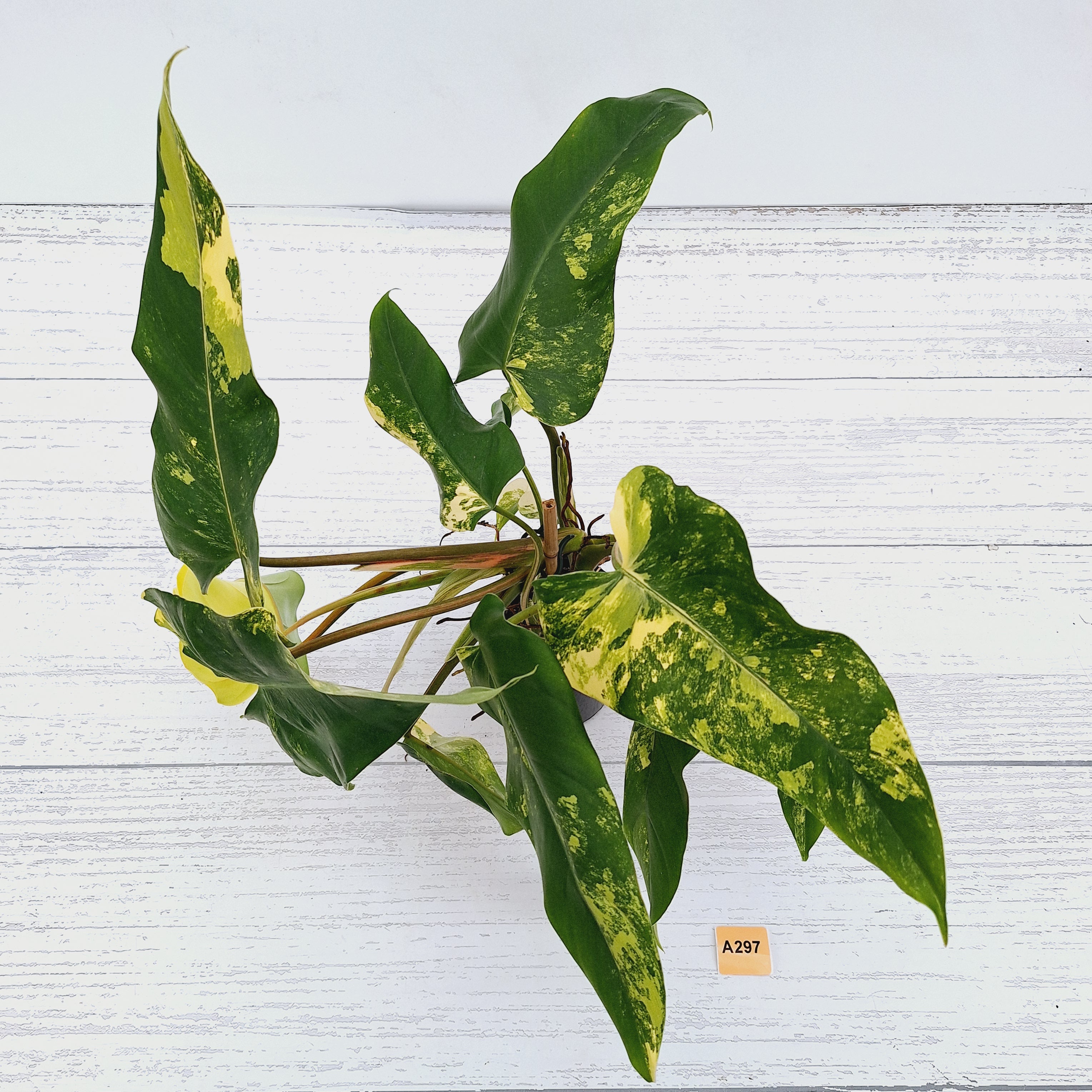 Philodendron domesticum variegata