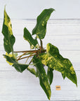 Philodendron domesticum variegata