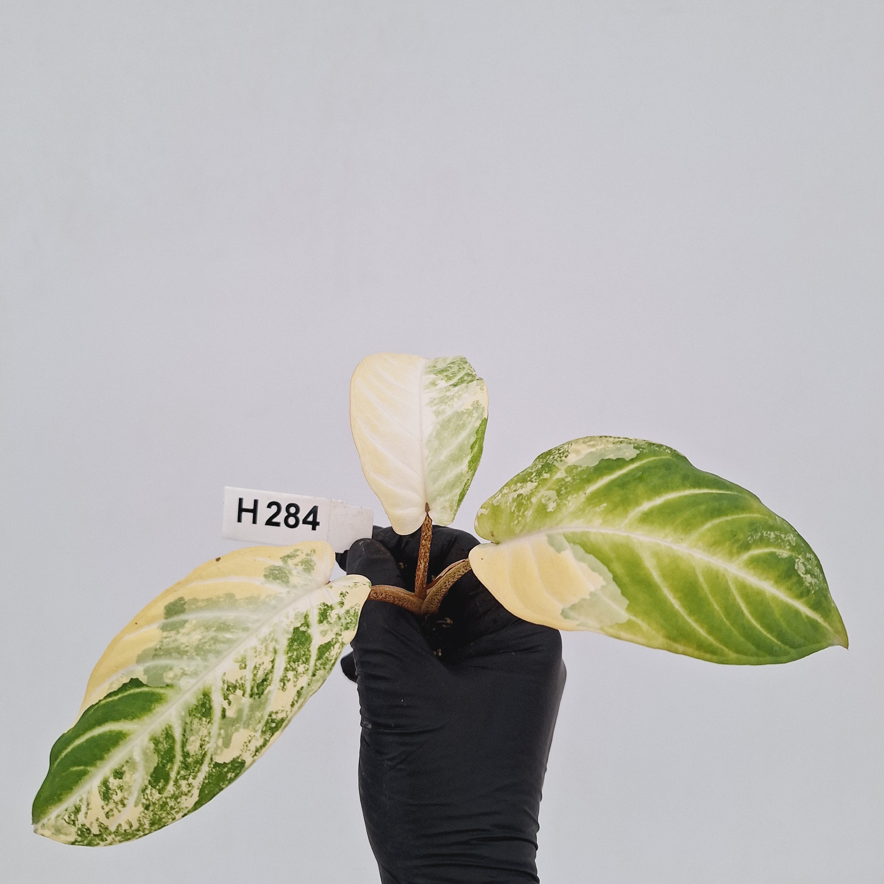 Phyllotaenium lindenii Magnificum Variegata -  Bare Bottom Baby