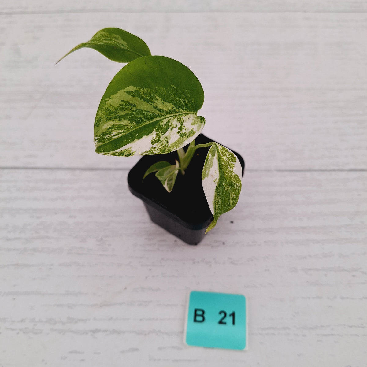 Monstera borsigiana 'Albo' - SALE