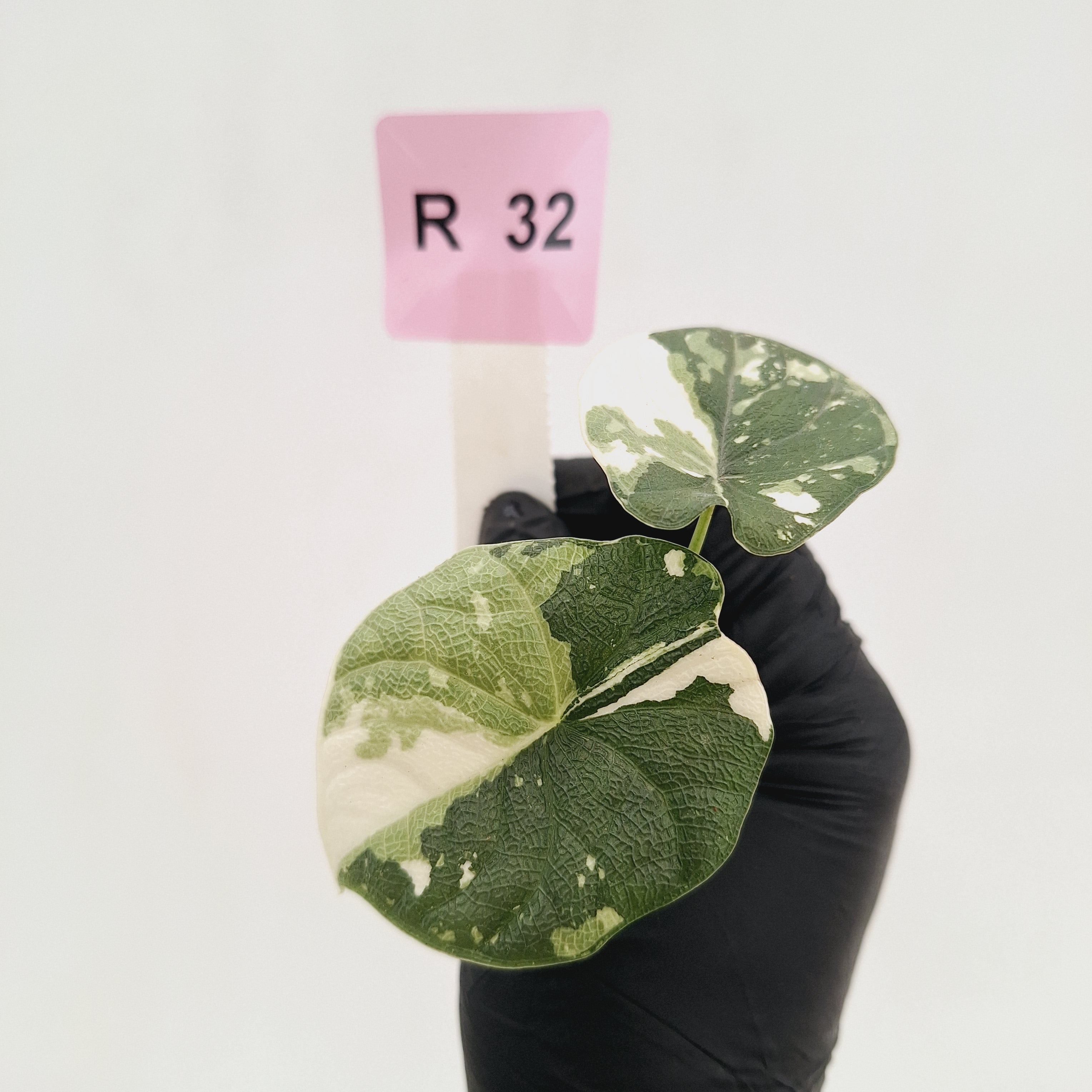 Alocasia melo 'Rhino Skin' Variegata - Bare Bottom Baby