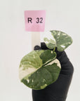 Alocasia melo 'Rhino Skin' Variegata - Bare Bottom Baby