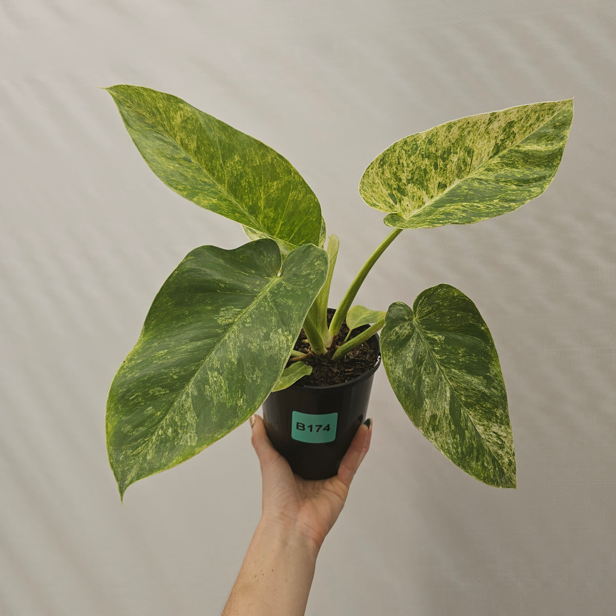 Philodendron giganteum Blizzard - SALE