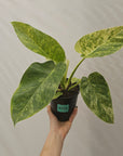 Philodendron giganteum Blizzard - SALE