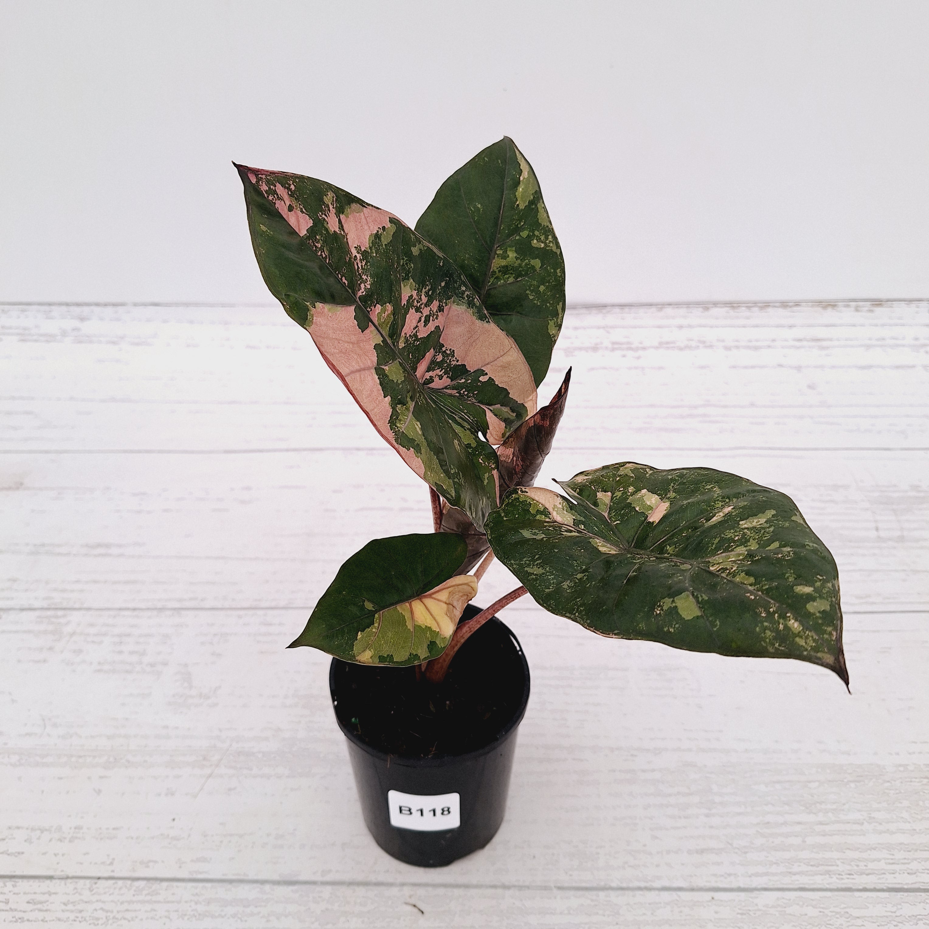 Alocasia macrorrhizos 'plumbea Variegata'