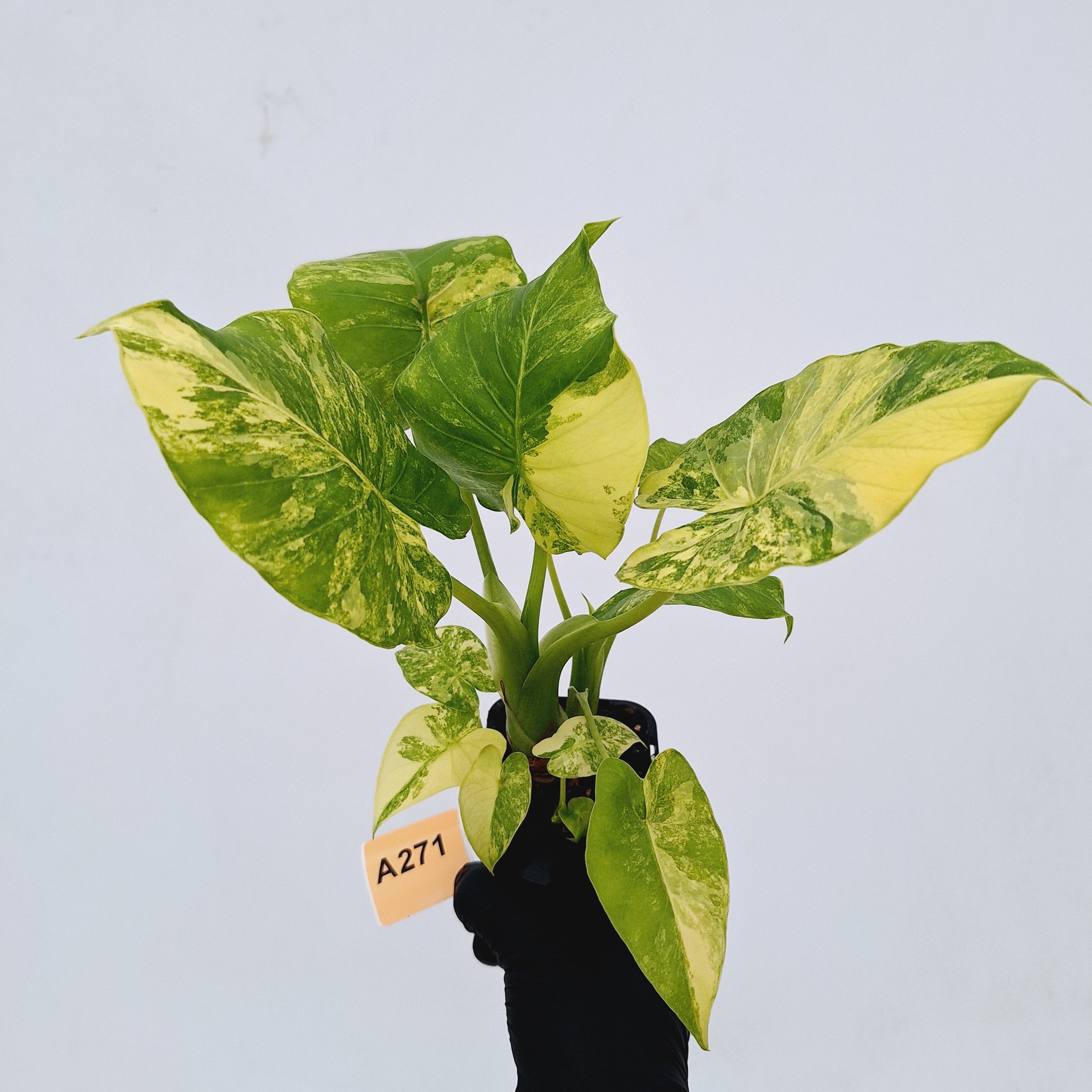 Alocasia Odora &#39;California Aurea Variegata&#39;