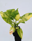 Alocasia Odora 'California Aurea Variegata'