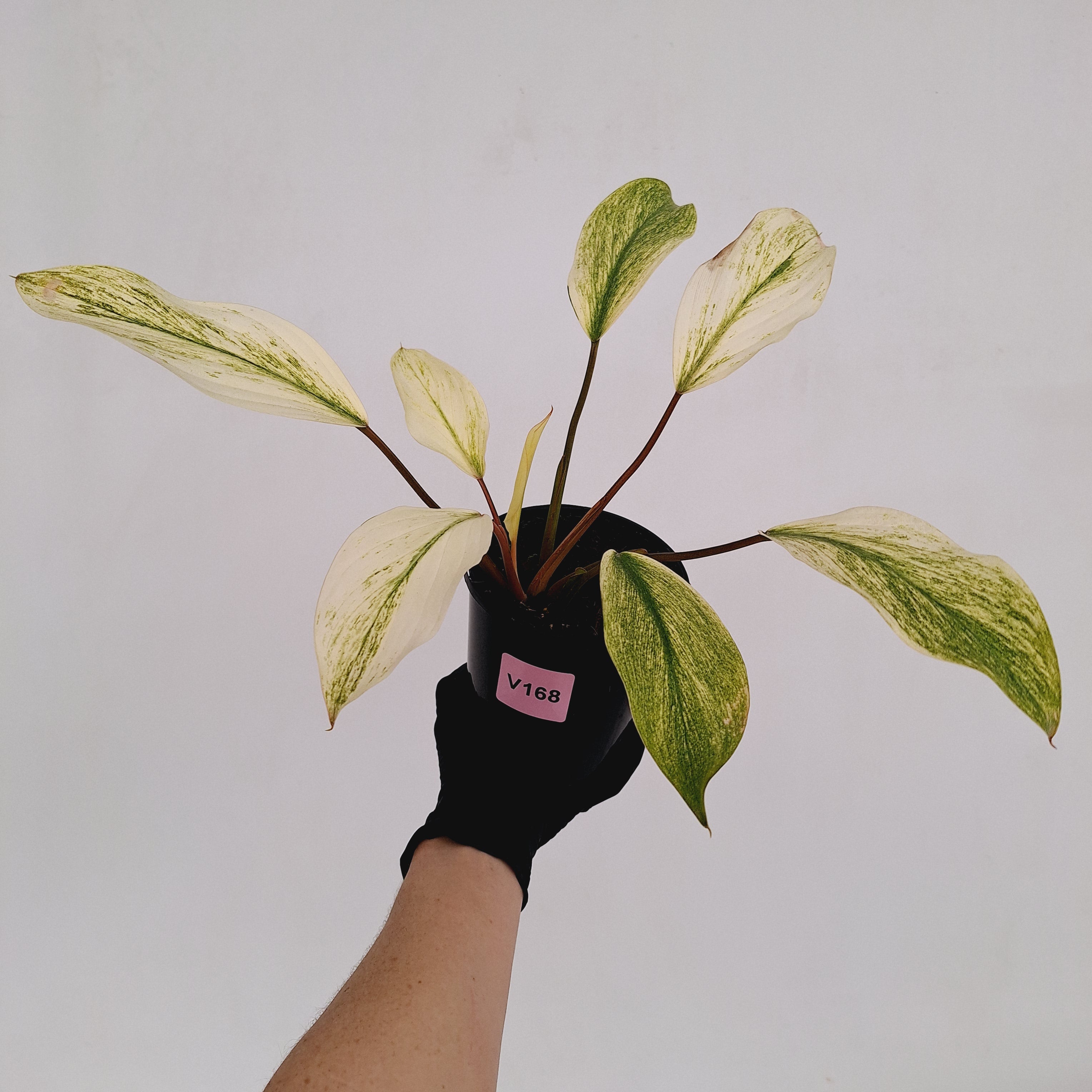 Homalomena Tropical Green Variegata -sale