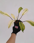 Homalomena Tropical Green Variegata -sale