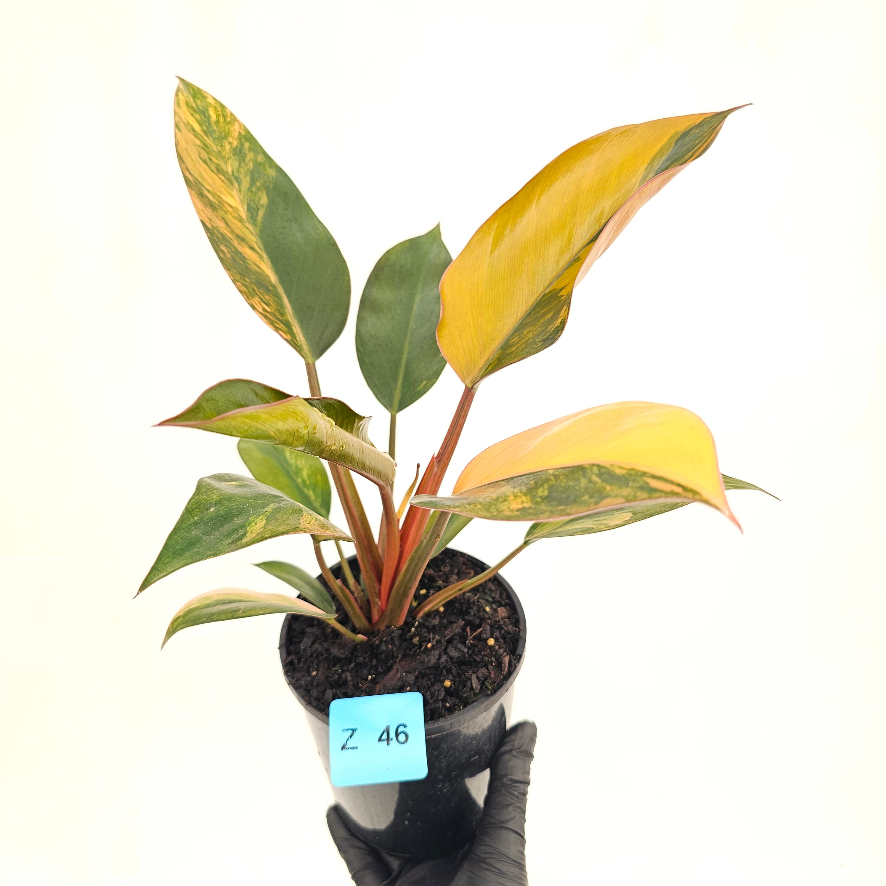 Philodendron 'Rojo Congo Variegated' 125mm