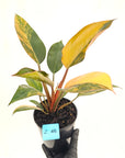 Philodendron 'Rojo Congo Variegated' 125mm