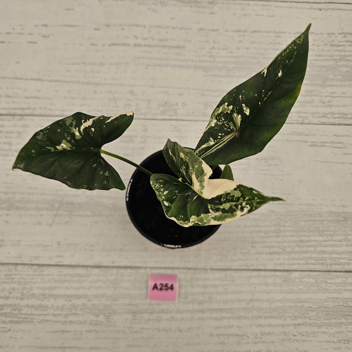 Alocasia ‘Simpo Albo’ Variegata - SALE