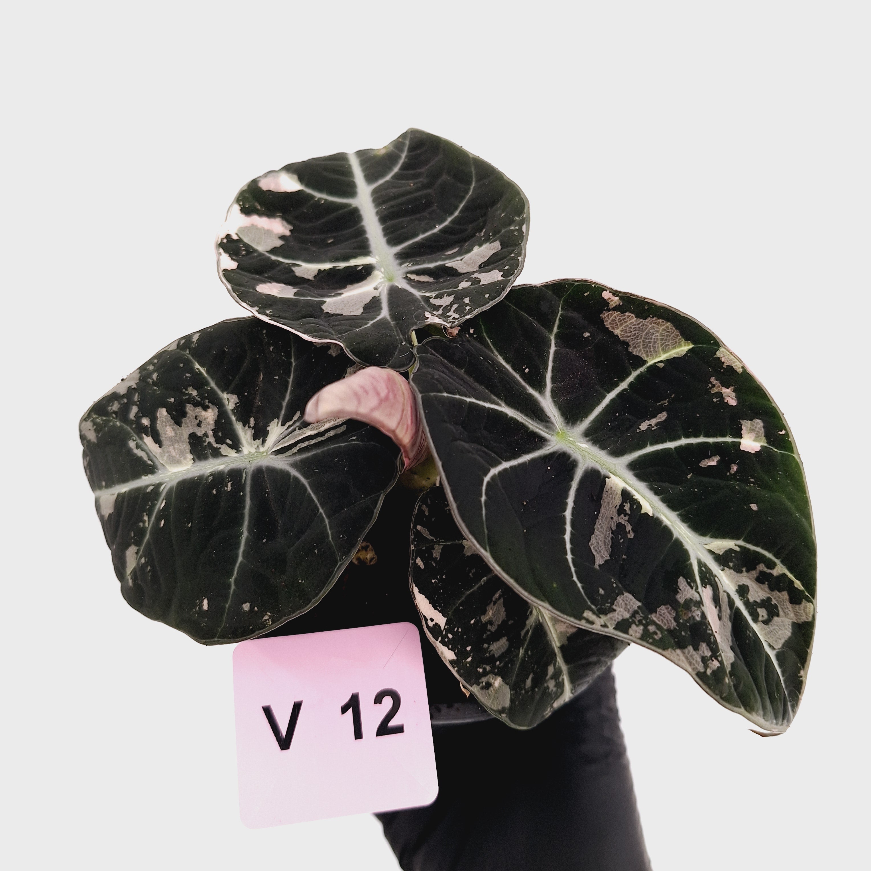 Alocasia reginula 'Black Velvet variegata'