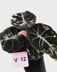 Alocasia reginula 'Black Velvet variegata'