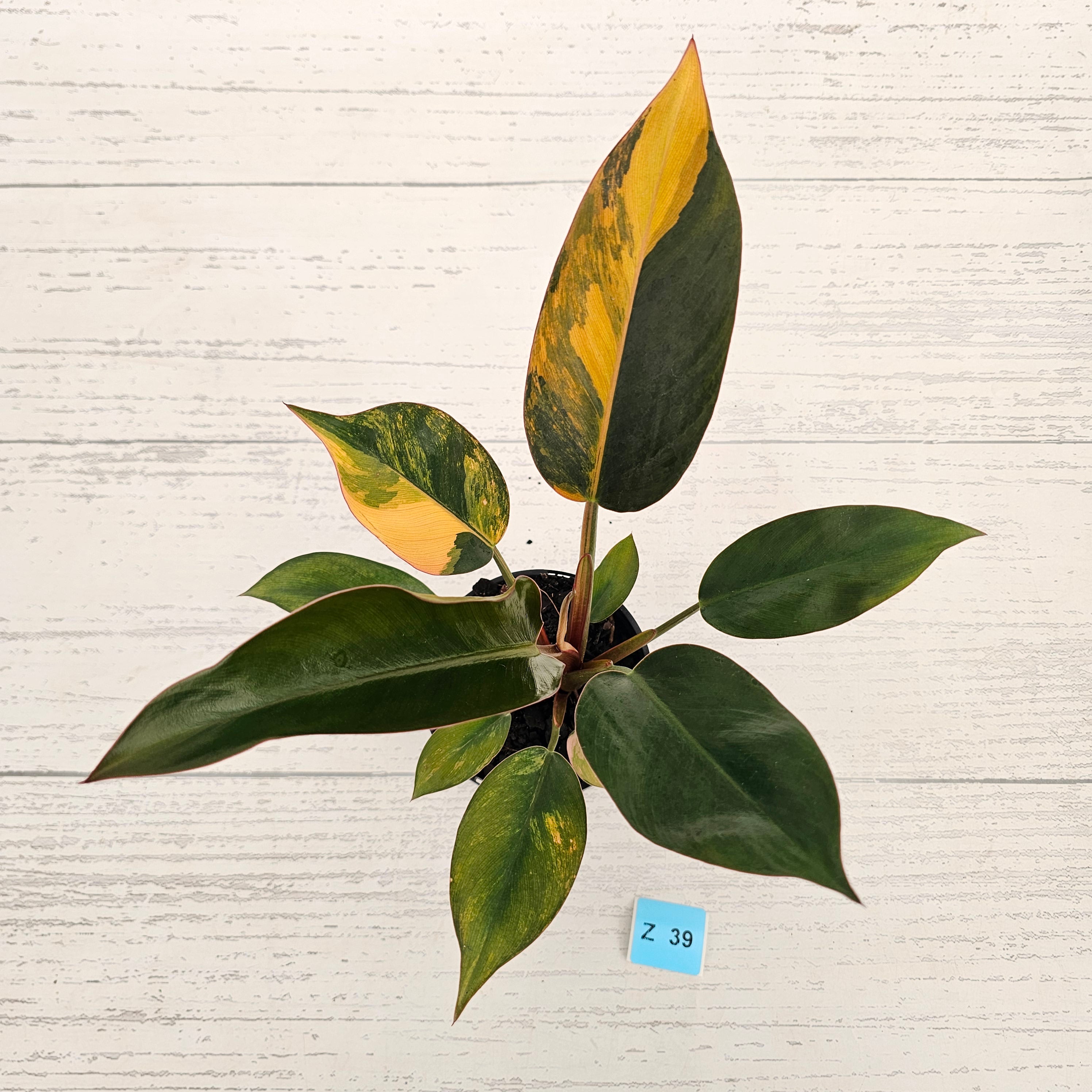 Philodendron 'Rojo Congo Variegated' 125mm
