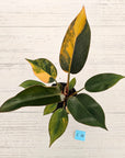 Philodendron 'Rojo Congo Variegated' 125mm
