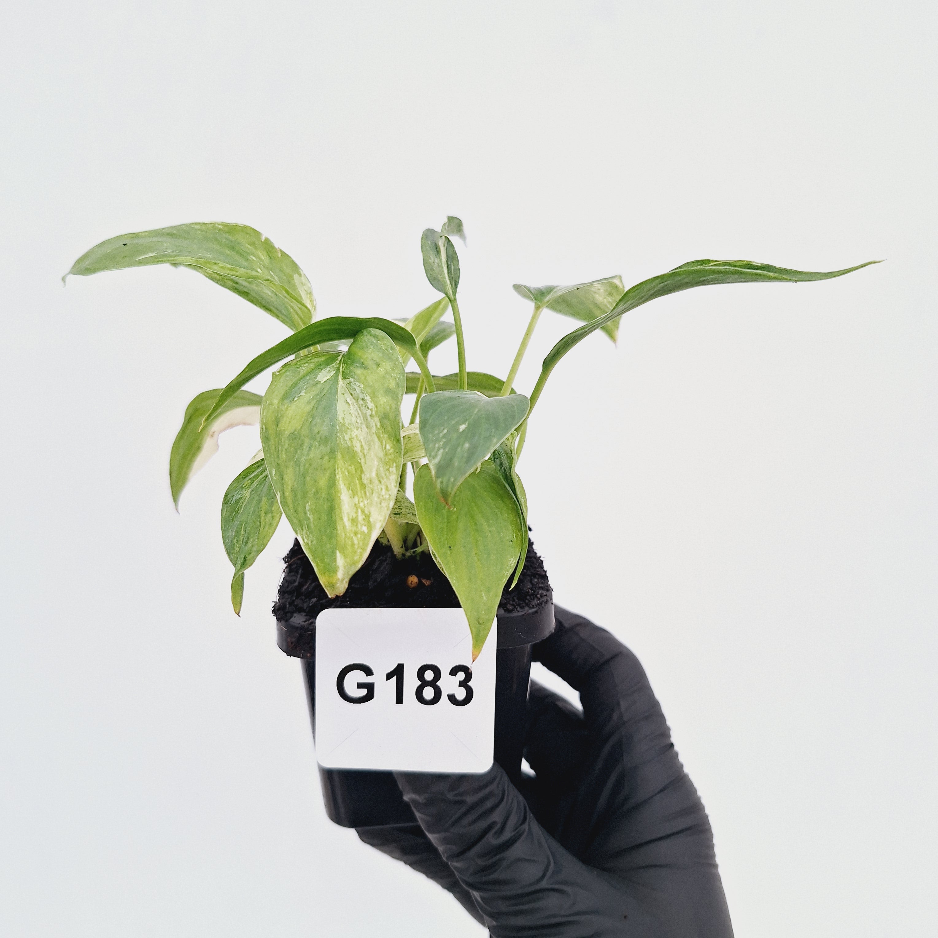 Homalomena rubescens ‘Cheese’