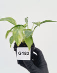 Homalomena rubescens ‘Cheese’