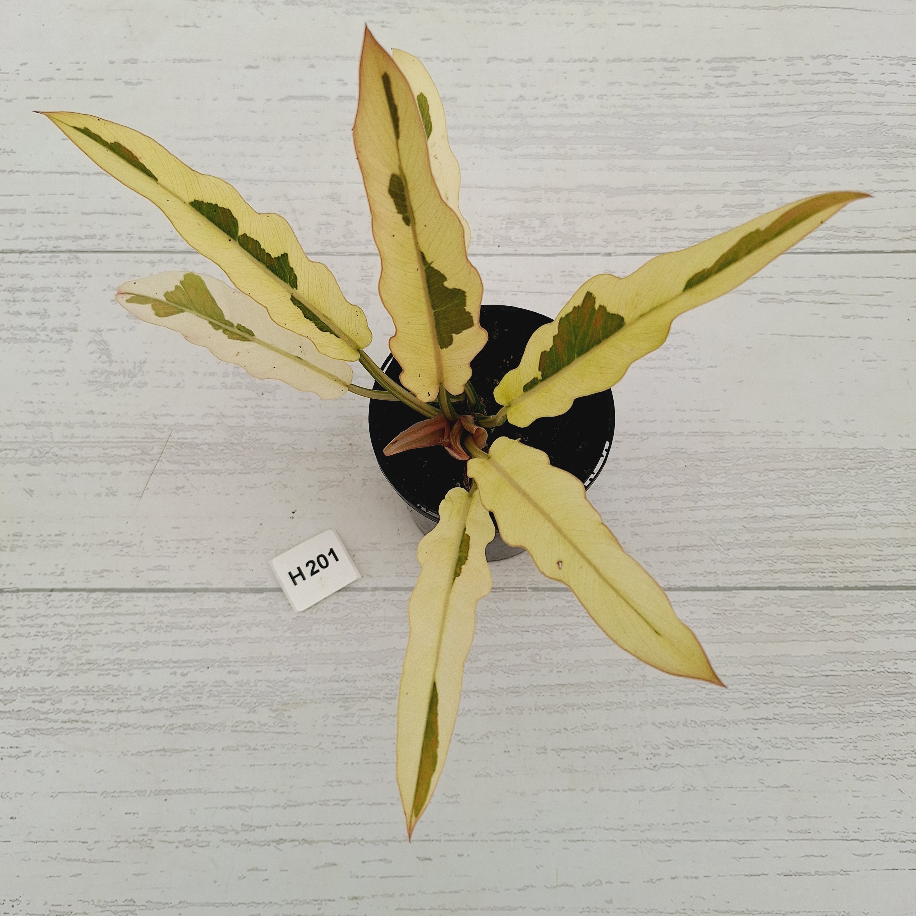Philodendron serratum Caramel Marble Albo