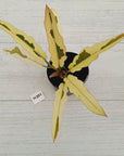 Philodendron serratum Caramel Marble Albo